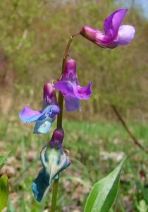 Hrachor jarní (Lathyrus vernus)