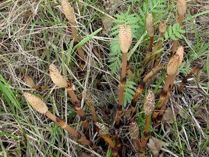 Přeslička rolní (Equisetum arvense )