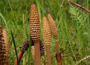 Přeslička rolní (Equisetum arvense )