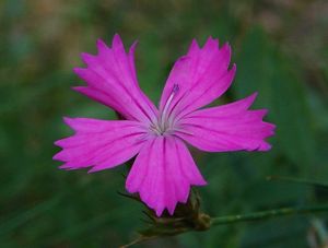 Hvozdík kartouzek (Dianthus carthusianorum )