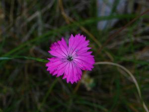 Hvozdík kartouzek (Dianthus carthusianorum )