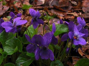 Violka vonná  (Viola odorata)