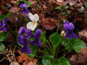 Violka vonná  (Viola odorata)