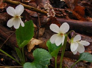 Violka vonná  (Viola odorata)