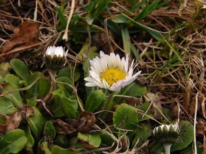 Sedmikráska obecná (Bellis perennis)