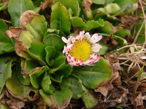 Sedmikráska obecná (Bellis perennis)