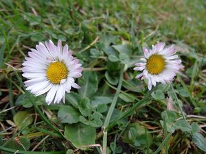 Sedmikráska obecná (Bellis perennis)