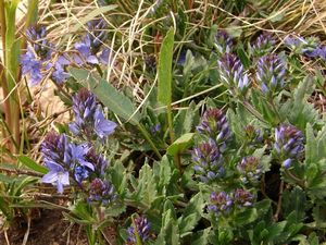 Rozrazil rozprostřený  (Veronica prostrata)