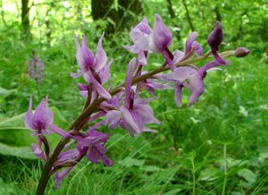 Vstavač mužský (Orchis mascula L.)