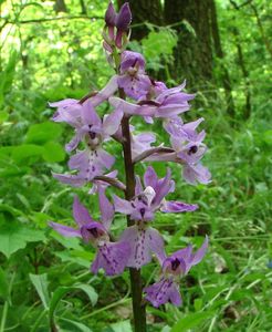 Vstavač mužský (Orchis mascula L.)