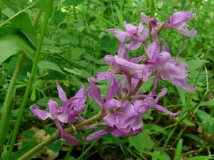 Vstavač mužský (Orchis mascula L.)