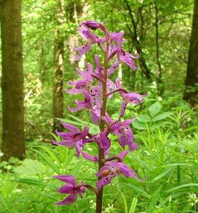 Vstavač mužský (Orchis mascula L.)