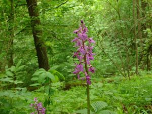 Vstavač mužský (Orchis mascula L.)