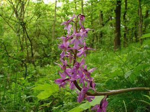 Vstavač mužský (Orchis mascula L.)