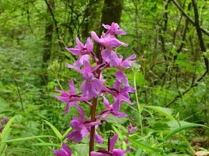 Vstavač mužský (Orchis mascula L.)