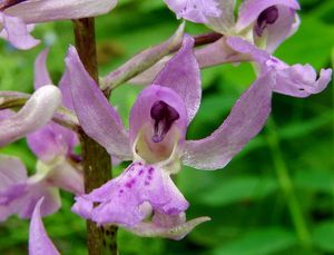 Vstavač mužský (Orchis mascula L.)