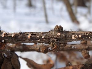 Brvenka Hahnova - Lachnellula occidentalis (G.G. Hahn & Ayers) Dharne 1965