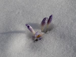 Šafrán (Crocus sp.)