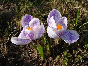 Šafrán (Crocus sp.)