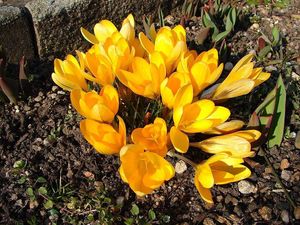 Šafrán (Crocus sp.)