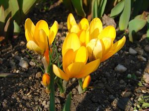 Šafrán (Crocus sp.)