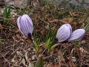 Šafrán (Crocus sp.)