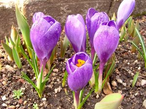 Šafrán (Crocus sp.)