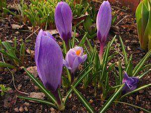 Šafrán (Crocus sp.)