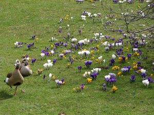 Šafrán (Crocus sp.)