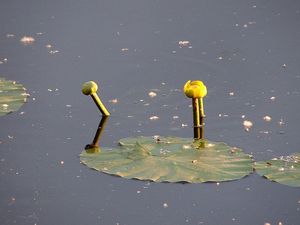 Stulík žlutý (Nuphar lutea (L.))