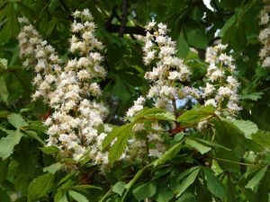 Jírovec maďal (Aesculus hippocastanum)