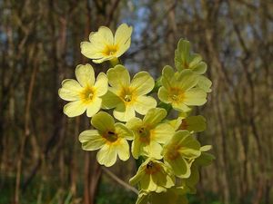 Prvosenka sp. (Primula)