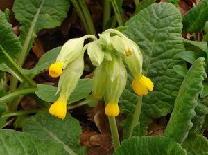 Prvosenka sp. (Primula)