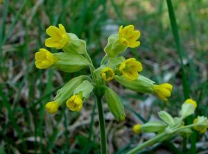 Prvosenka sp. (Primula)