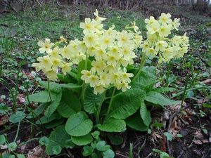 Prvosenka sp. (Primula)