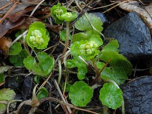 Mokrýš střídavolistý (Chrysosplenium alternifolium L.)
