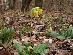 Prvosenka sp. (Primula)