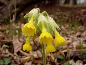 Prvosenka sp. (Primula)