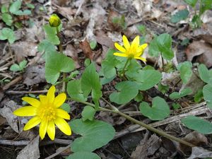 Orsej jarní (Ficaria verna)