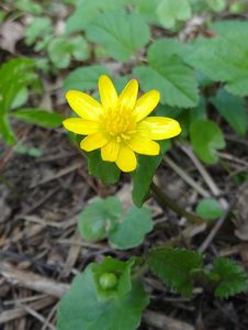 Orsej jarní (Ficaria verna)