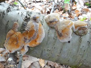 Ohňovec ovocný - Phellinus pomaceus (Pers.) Maire