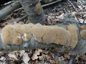 Ohňovec ovocný - Phellinus pomaceus (Pers.) Maire