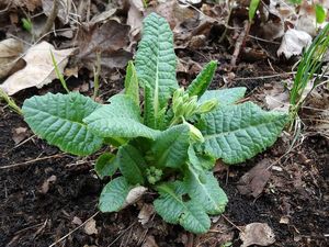 Prvosenka sp. (Primula)