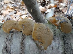 Ohňovec ovocný - Phellinus pomaceus (Pers.) Maire