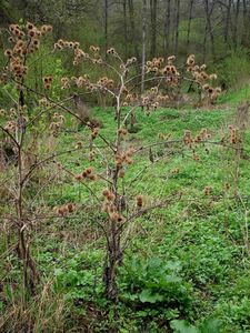 Lopuch  (Arctium )