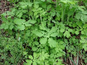 Vlaštovičník větší (Chelidonium majus)