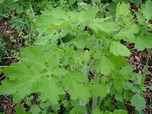 Vlaštovičník větší (Chelidonium majus)