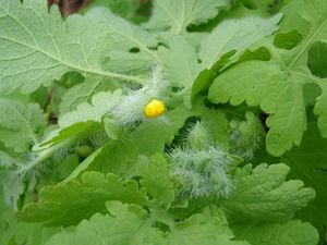 Vlaštovičník větší (Chelidonium majus)