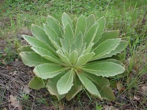 Divizna velkokvětá (Verbascum thapsiforme)