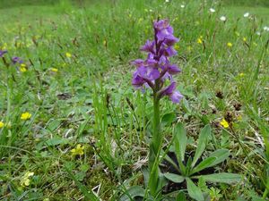 Vstavač kukačka  (Orchis morio L.)